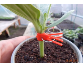 Прищепки для прививки растений